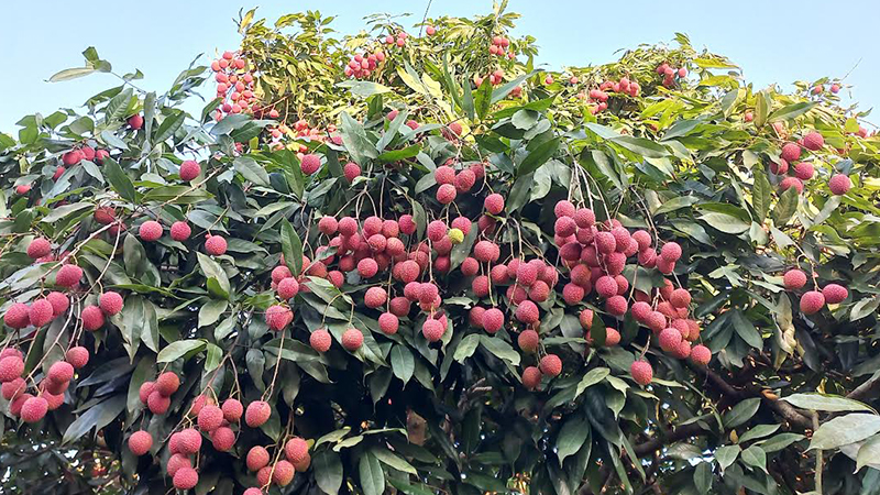তীব্র খরায় পুড়ছে স্বপ্ন: রাজশাহীর লিচু বাগানে চাষিদের হাহাকার