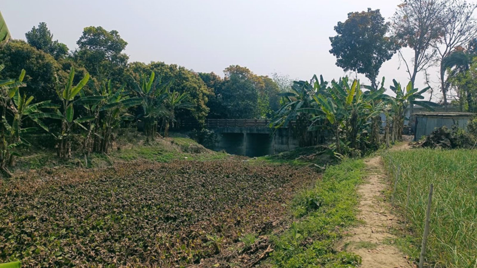 মানচিত্র থেকে মুছে যাচ্ছে ২৭ কিলোমিটার খাল: চারঘাটে বিপর্যয়ের মুখে কৃষি ও প্রকৃতি